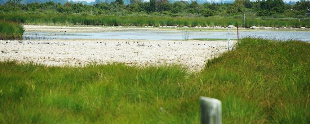 Möckelmossen på Öland under den varma och torra sommaren 2018, då drygt halva den grunda sjön var uttorkad. Foto: Nasko/Wikimedia Commons/https://commons.wikimedia.org/wiki/File:M%C3%B6ckelmossen_%C3%96land_04.jpg