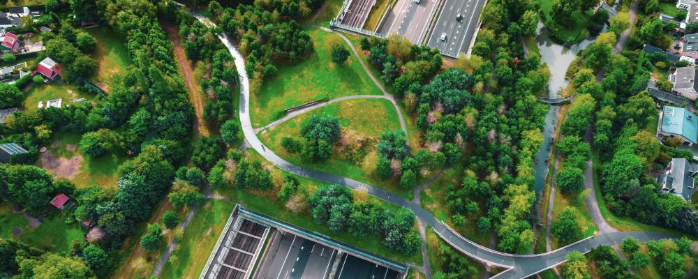 Rapporten “Biodiversity in practice: From loss to gain” är den tredje delen i Swecos Urban Insight-serie om biologisk mångfald. Foto: GettyImages
