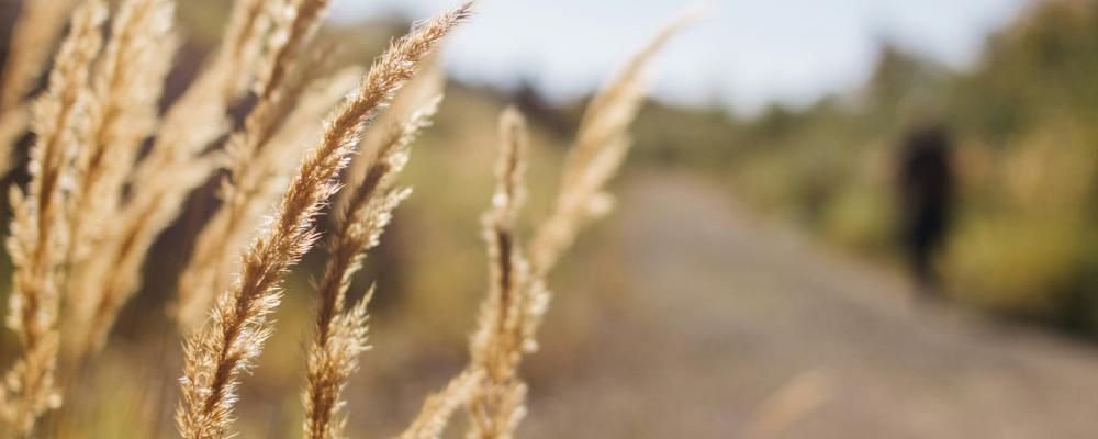 Fler svenskar bekymrade över framtida vattenbrist Foto: olga nayda /unsplash