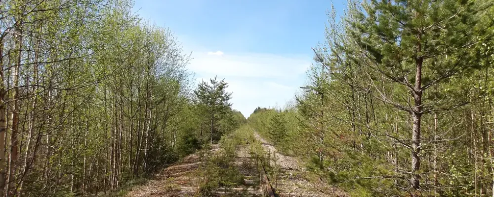 Trafikverket påbörjar i sommar vegetationsröjning på järnvägen Morjärv–Karungi–Haparanda. Foto: Trafikverket