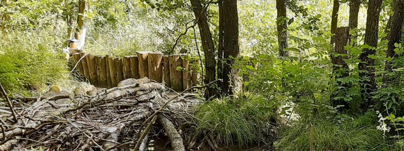Erosionsskydd i Ödegärde, Göta älv. En palissad av träpålar nedtryckta i botten för att skydda området bakom mot erosion. Träpålar är en lättare konstruktion och tar mindre yta i anspråk än en stenskoning. De bidrar även med att tillföra död ved till områden och kan utgöra ett substrat för organismer. 
Foto: SGI/Per Danielsson