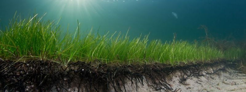 De strandnära sjögräsängarna är värdefulla för att bromsa erosionen. Foto: Göteborgs Universitet