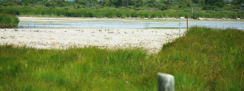Möckelmossen på Öland under den varma och torra sommaren 2018, då drygt halva den grunda sjön var uttorkad. Foto: Nasko/Wikimedia Commons/https://commons.wikimedia.org/wiki/File:M%C3%B6ckelmossen_%C3%96land_04.jpg