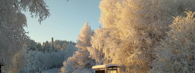 Busshålplats i Jämtland. Foto: Emmeli Sjölander/Unsplash