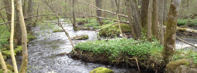 Närmare 400 miljoner kronor satsas på att förbättra vattenmiljöer, minska klimatförändringarnas effekter och att stärka hotade fisk- och musselbestånd i södra Sverige. Foto: Länsstyrelsen Skåne