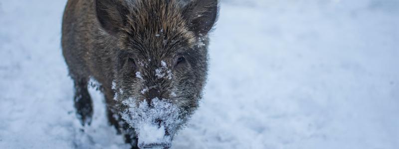 Foto: andriyko podilnyk/unsplash