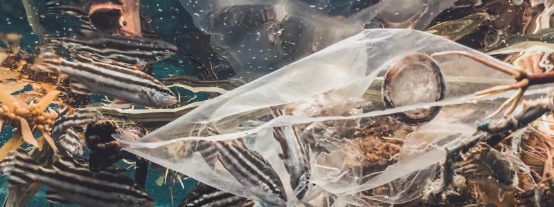 En övergång till en cirkulär plastekonomi, där plastprodukter återanvänds, materialåtervinns och hanteras ansvarsfullt, är avgörande för att lösa nedskräpningsproblemet, menar IKEM. Foto: naja bertolt jensen/unsplash