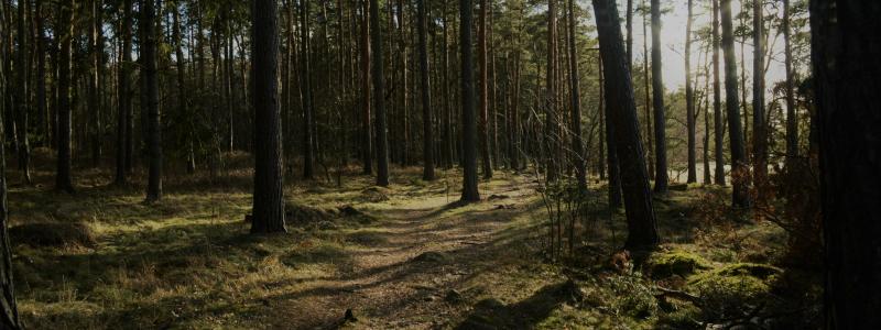 Stensö, Kalmar. Foto: Dario Krejci/Unsplash