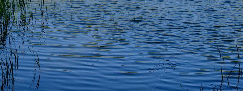 WSP utreder PFAS-spridning från brandövningsplats. Foto: kian zhang/unsplash