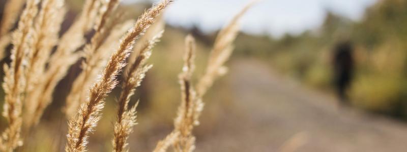 Fler svenskar bekymrade över framtida vattenbrist Foto: olga nayda /unsplash