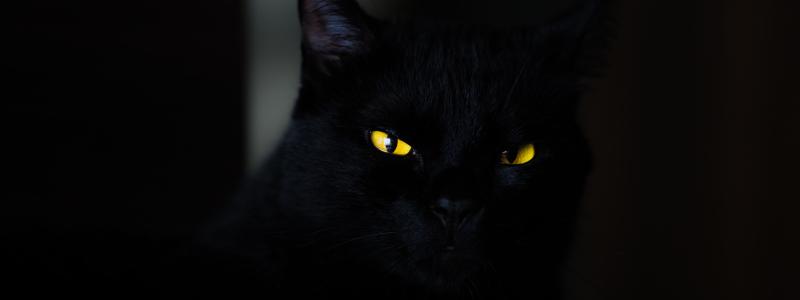 Nationalstatssponsrade Charming Kitten byter taktik och riktar in sig på Mac-användare. Foto: eduardo mallmann/unsplash