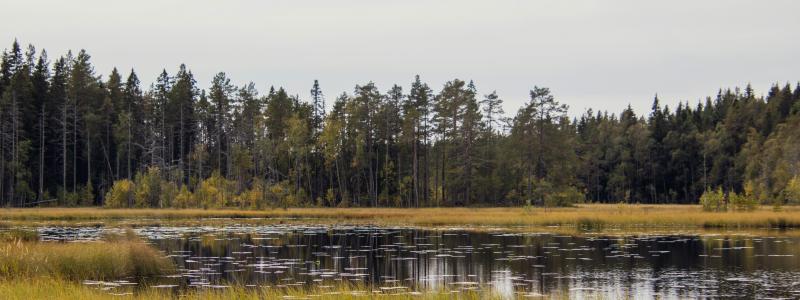 Grössjön. Foto: Axel Josefsson/Unsplash
