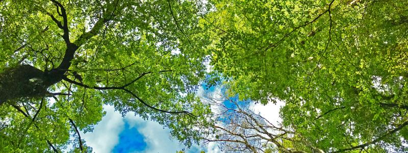 Olovslunden är ett skogsområde i stadsdelen Olovslund i Bromma, Västerort, inom Stockholms kommun. Foto: Tomas Gonzalez de Rosenzweig/Unsplash