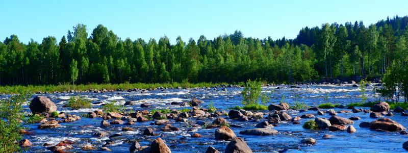 Baggböle i Umeå kommun. Foto: sule anjomshoae/unsplash