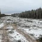 Totalt ska cirka 1 300 hektar skog röjas längs sträckan. Foto: Trafikverket