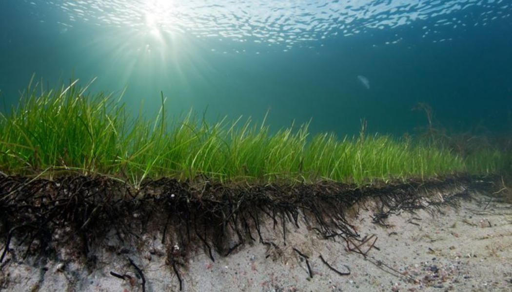 De strandnära sjögräsängarna är värdefulla för att bromsa erosionen. Foto: Göteborgs Universitet