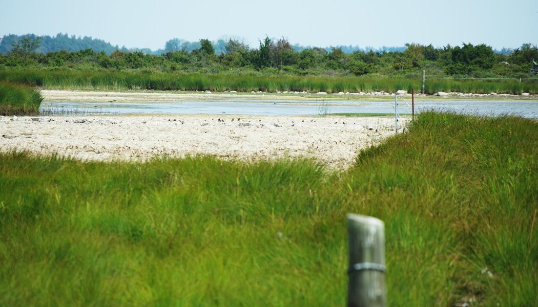 Möckelmossen på Öland under den varma och torra sommaren 2018, då drygt halva den grunda sjön var uttorkad. Foto: Nasko/Wikimedia Commons/https://commons.wikimedia.org/wiki/File:M%C3%B6ckelmossen_%C3%96land_04.jpg
