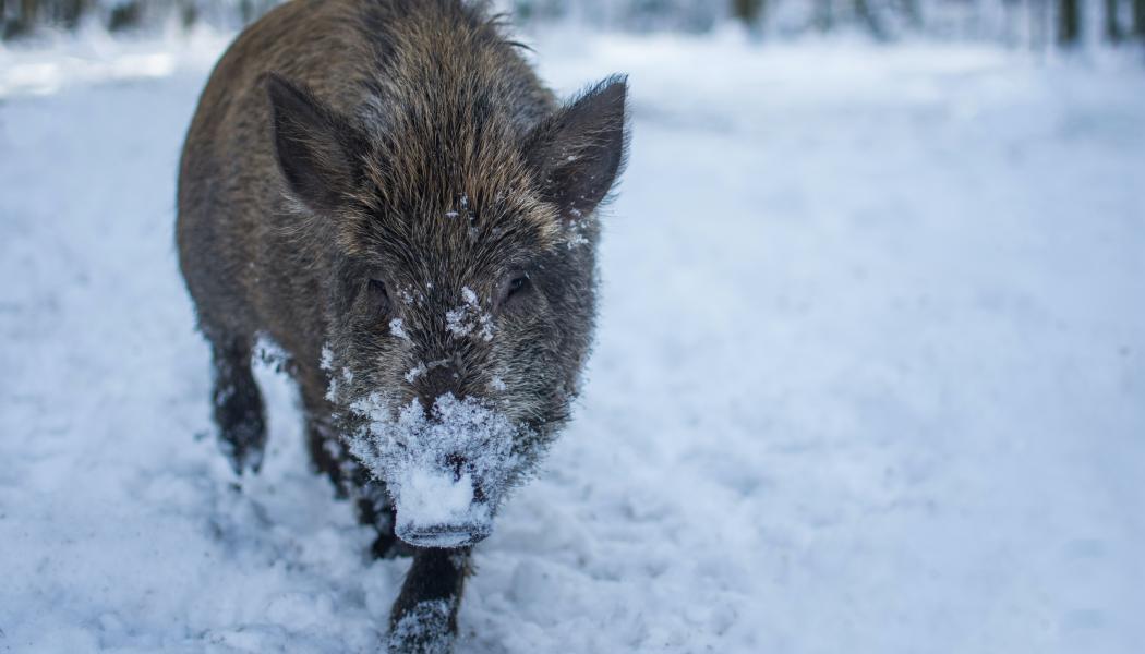 Foto: andriyko podilnyk/unsplash