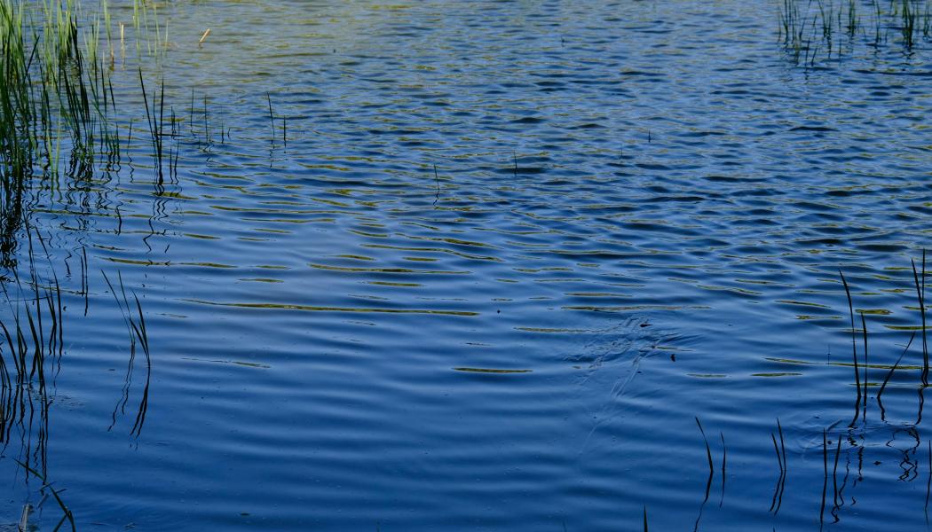 WSP utreder PFAS-spridning från brandövningsplats. Foto: kian zhang/unsplash