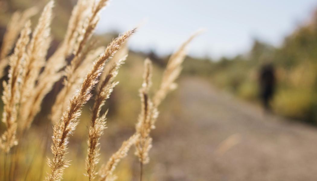 Fler svenskar bekymrade över framtida vattenbrist Foto: olga nayda /unsplash