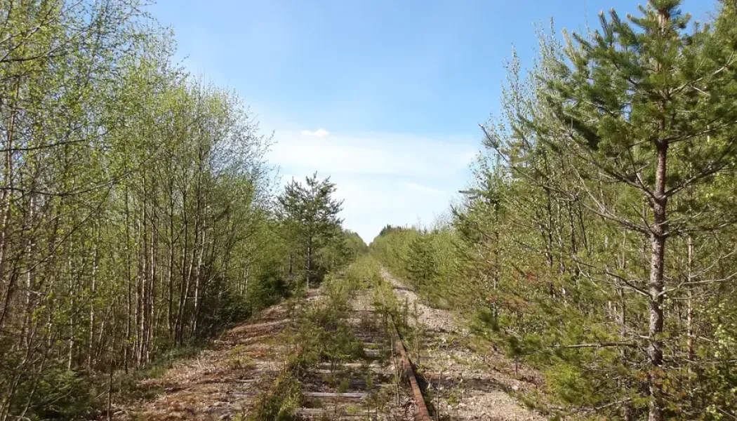 Trafikverket påbörjar i sommar vegetationsröjning på järnvägen Morjärv–Karungi–Haparanda. Foto: Trafikverket