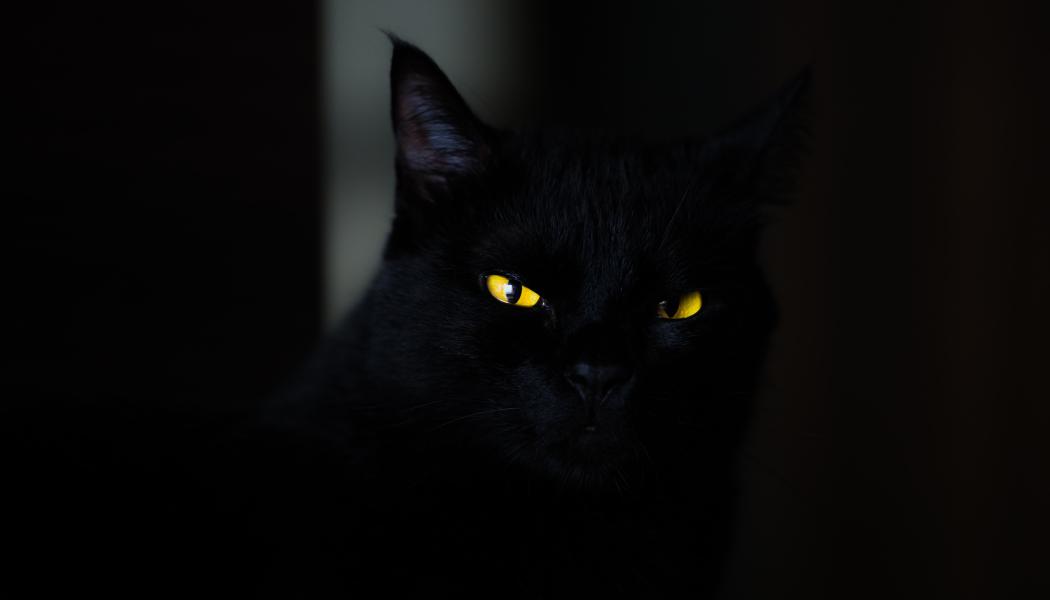 Nationalstatssponsrade Charming Kitten byter taktik och riktar in sig på Mac-användare. Foto: eduardo mallmann/unsplash