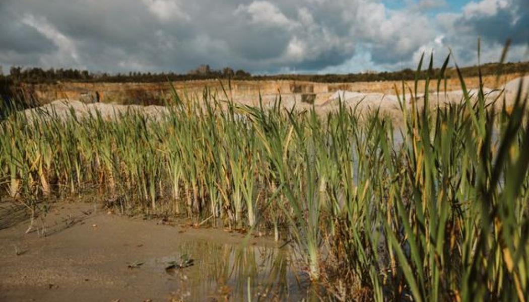 Sveriges Bergmaterialindustri tar fram en branschgemensam färdplan med åtagande och åtgärder för att främja den biologiska mångfalden i branschens bergtäkter. Foto: SBMI