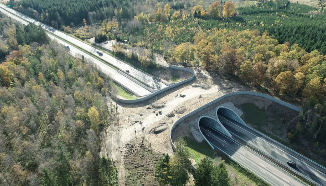 Att bygga en ekodukt har inneburit ovanliga frågeställningar i projektet som till exempel hur man gör en bro som älgar väljer att gå över. Foto: Trafikverket 