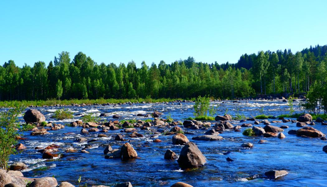 Baggböle i Umeå kommun. Foto: sule anjomshoae/unsplash