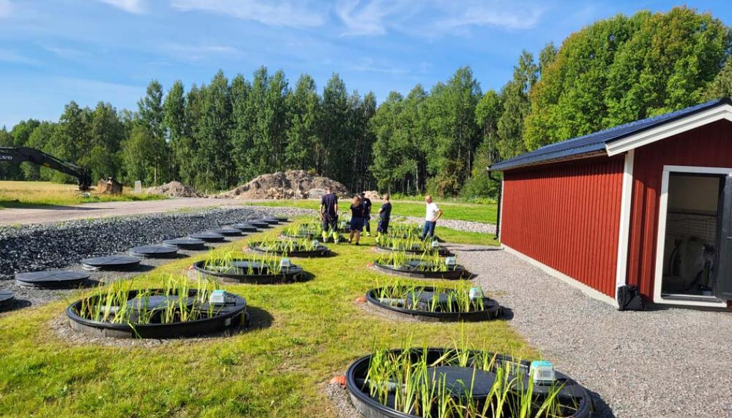 Att bygga denna typ av anläggning blir mycket mer ekonomisk än att bygga ett traditionellt reningsverk. Foto: Alnarp Cleanwater
