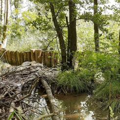 Erosionsskydd i Ödegärde, Göta älv. En palissad av träpålar nedtryckta i botten för att skydda området bakom mot erosion. Träpålar är en lättare konstruktion och tar mindre yta i anspråk än en stenskoning. De bidrar även med att tillföra död ved till områden och kan utgöra ett substrat för organismer. 
Foto: SGI/Per Danielsson