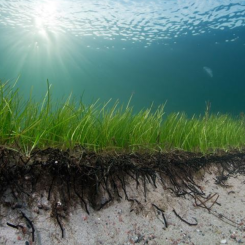 De strandnära sjögräsängarna är värdefulla för att bromsa erosionen. Foto: Göteborgs Universitet