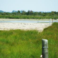 Möckelmossen på Öland under den varma och torra sommaren 2018, då drygt halva den grunda sjön var uttorkad. Foto: Nasko/Wikimedia Commons/https://commons.wikimedia.org/wiki/File:M%C3%B6ckelmossen_%C3%96land_04.jpg