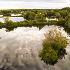 Återvunnet vatten från Magle våtmark kan nu ge liv åt stadens grönska, istället för att tekniska vattnar med dricksvatten. Foto: Hässleholm Miljö
