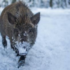 Foto: andriyko podilnyk/unsplash