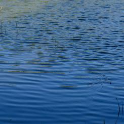 WSP utreder PFAS-spridning från brandövningsplats. Foto: kian zhang/unsplash