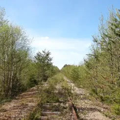 Trafikverket påbörjar i sommar vegetationsröjning på järnvägen Morjärv–Karungi–Haparanda. Foto: Trafikverket