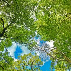 Olovslunden är ett skogsområde i stadsdelen Olovslund i Bromma, Västerort, inom Stockholms kommun. Foto: Tomas Gonzalez de Rosenzweig/Unsplash
