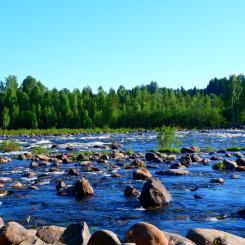 Baggböle i Umeå kommun. Foto: sule anjomshoae/unsplash